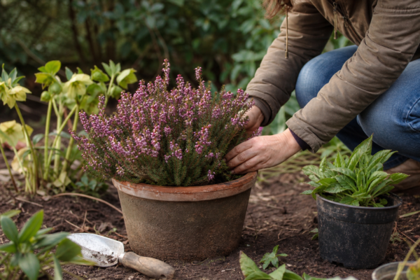 Erica carnea – tot ce trebuie să știi despre plantare și îngrijire