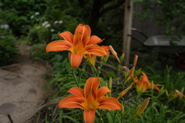 Crinul de o zi (Hemerocallis hybrida) – ghid practic de plantare și îngrijire