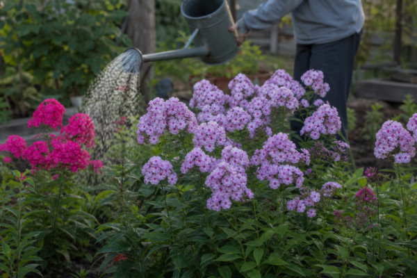 Phlox paniculata – sfaturi de plantare și îngrijire
