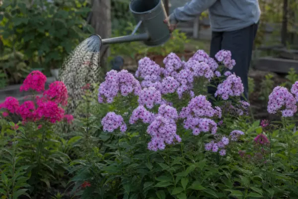 Brumărele (Phlox paniculata) – sfaturi de plantare și îngrijire