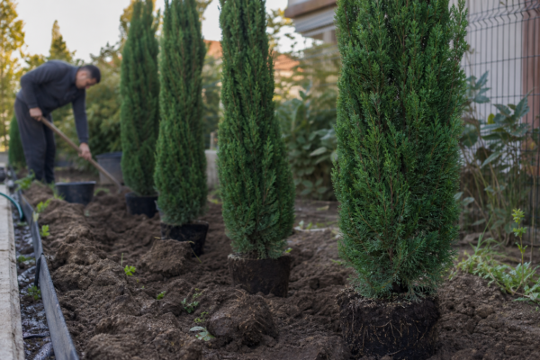 Chiparos (Cupressus sempervirens) – plantare și îngrijire pas cu pas