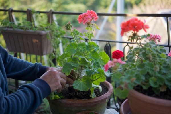 Mușcata (Pelargonium zonale) – ghid practic de plantare și îngrijire