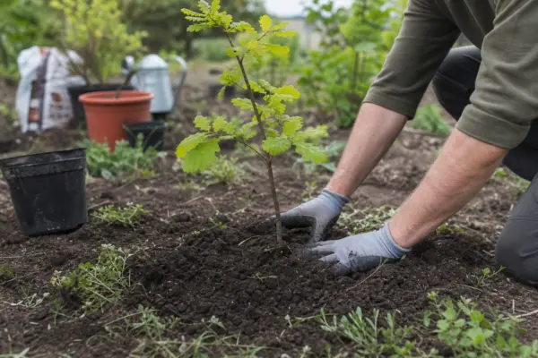 Stejar (Quercus robur) – plantare, îngrijire și greșeli de evitat
