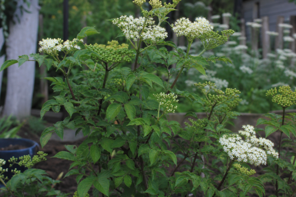 Soc (Sambucus nigra) – sfaturi de plantare și îngrijire
