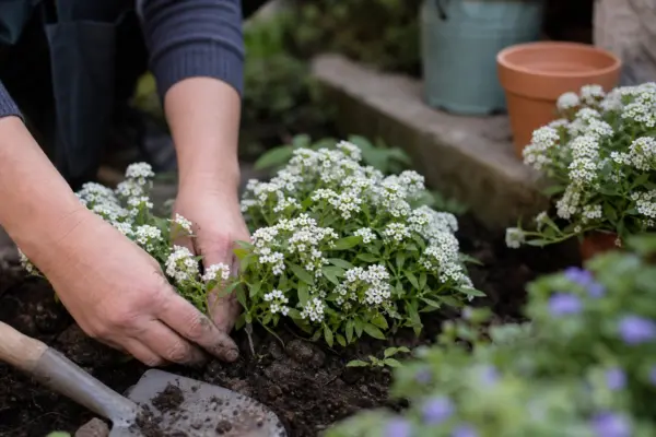 Ciucușoară (Lobularia maritima) – de la plantare la întreținerea de zi cu zi