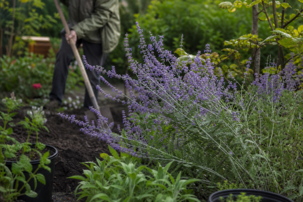 Lavandă rusească (Perovskia atriplicifolia): cum se plantează și cum se îngrijește corect