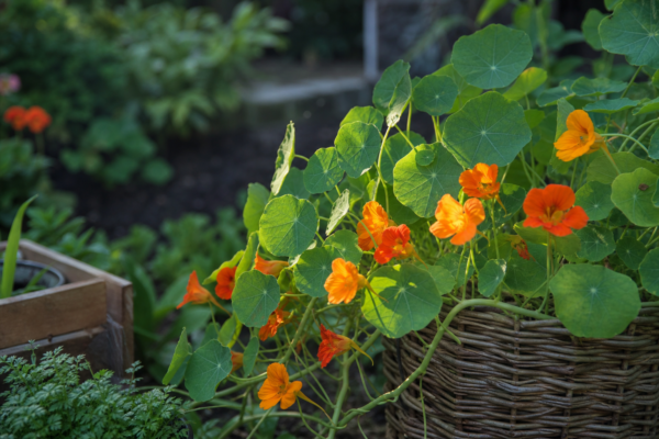 Condurul doamnei (Tropaeolum majus) – sfaturi de plantare și îngrijire