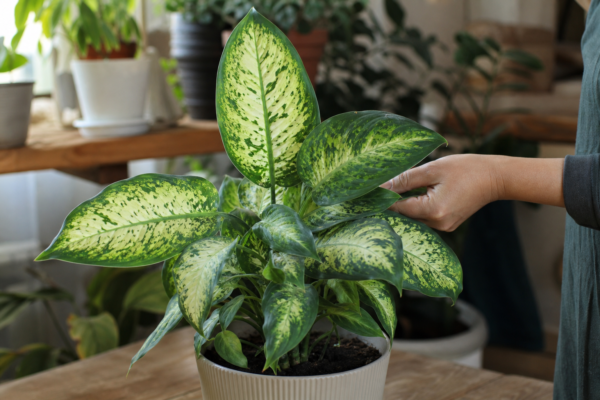 Dieffenbachia seguine – plantare și îngrijire pas cu pas