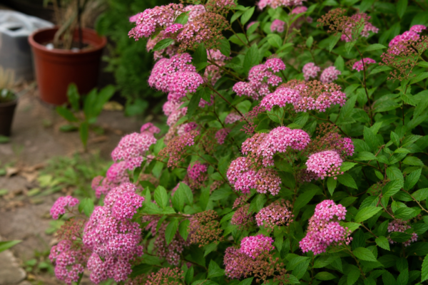 Spiraea japonica – de la plantare la întreținerea de zi cu zi