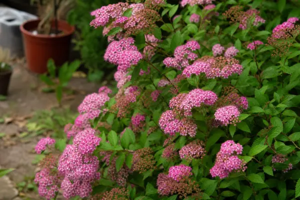 Cununiță (Spiraea japonica) – de la plantare la întreținerea de zi cu zi
