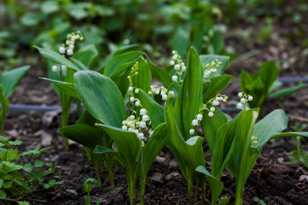 Lăcrămioare (Convallaria majalis) – tot ce trebuie să știi despre plantare și îngrijire