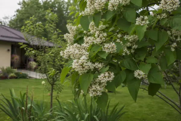 Catalpa bignonioides: cum se plantează și cum se îngrijește corect