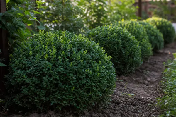Cimișir (Buxus sempervirens) – ghid practic de plantare și îngrijire