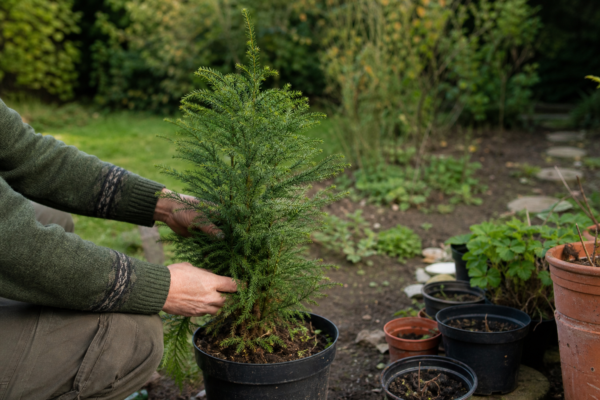 Cryptomeria japonica – condiții de creștere, plantare și îngrijire