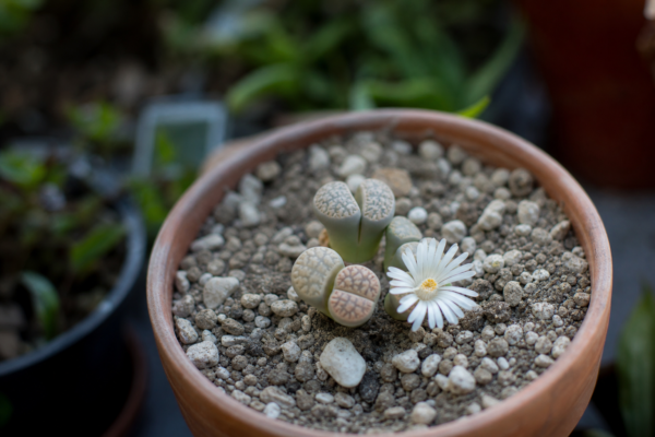Lithops (Lithops pseudotruncatella) – plantare, îngrijire și greșeli de evitat