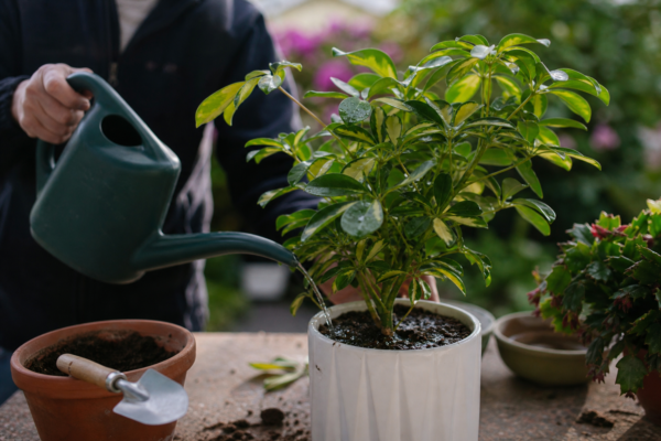 Schefflera arboricola – plantare, udare și întreținere