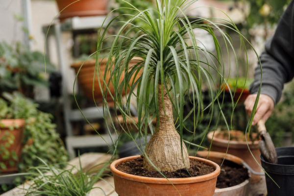 Piciorul elefantului (Beaucarnea recurvata) – ghid complet de cultivare și îngrijire