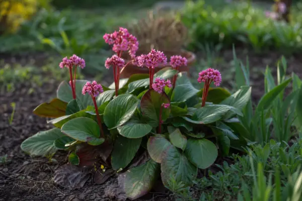 Bergenia cordifolia – plantare, îngrijire și greșeli de evitat