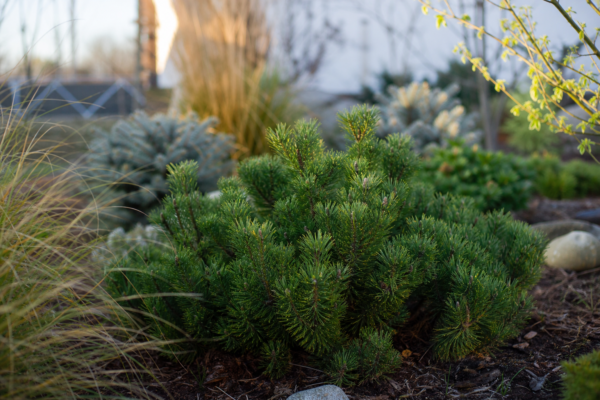 Jneapăn (Pinus mugo) – plantare și îngrijire pas cu pas