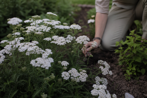 Coada șoricelului (Achillea millefolium) – sfaturi de plantare și îngrijire