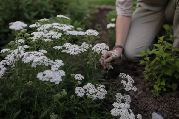 Coada șoricelului (Achillea millefolium) – sfaturi de plantare și îngrijire