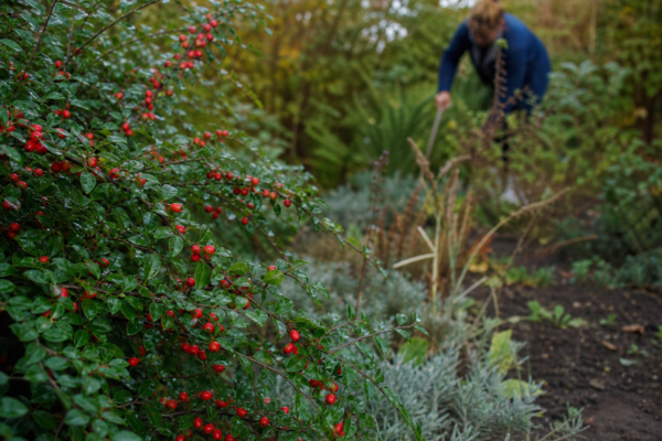 Cotoneaster horizontalis – plantare, udare și întreținere