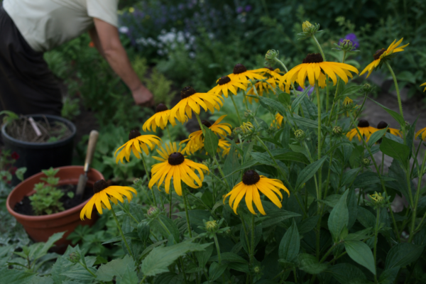Rudbeckia hirta – tot ce trebuie să știi despre plantare și îngrijire