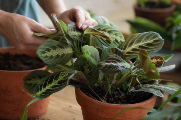 Maranta leuconeura – plantare, îngrijire și greșeli de evitat