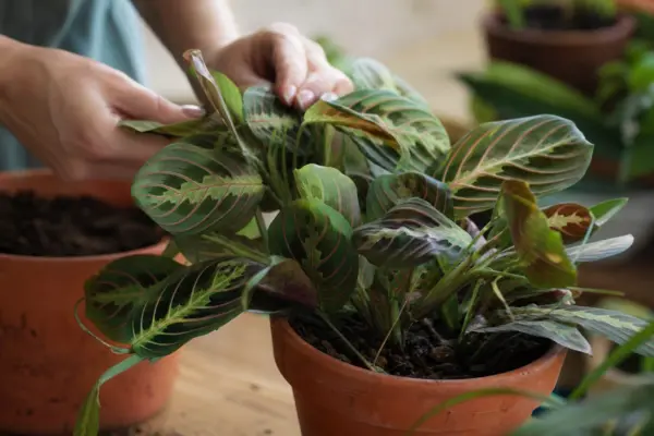 Planta rugăciunii (Maranta leuconeura) – plantare, îngrijire și greșeli de evitat
