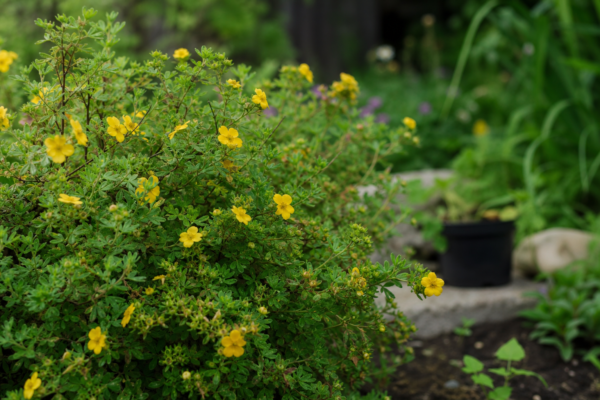 Potentilla (Potentilla fruticosa): ce condiții cere și cum o îngrijești