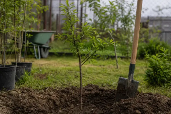 Prun (Prunus domestica) – sfaturi de plantare și îngrijire