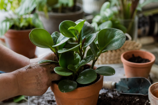 Peperomia obtusifolia – ghid practic de plantare și îngrijire