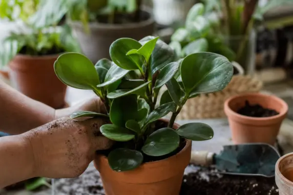 Peperomia obtusifolia – ghid practic de plantare și îngrijire