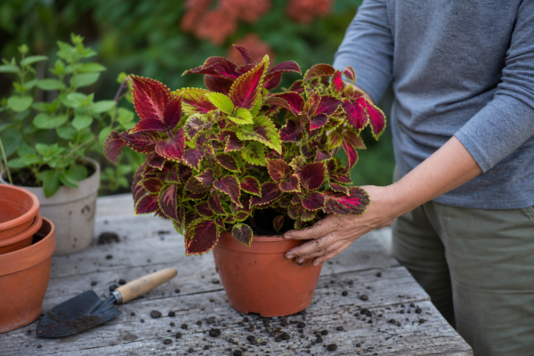Urzicuță (Coleus blumei) – plantare, îngrijire și greșeli de evitat