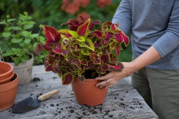 Urzicuță (Coleus blumei) – plantare, îngrijire și greșeli de evitat