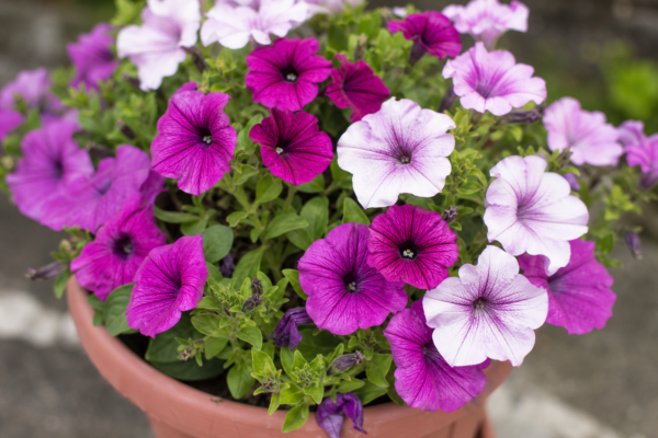 Petunia (Petunia hybrida): condiții de creștere, plantare și îngrijire