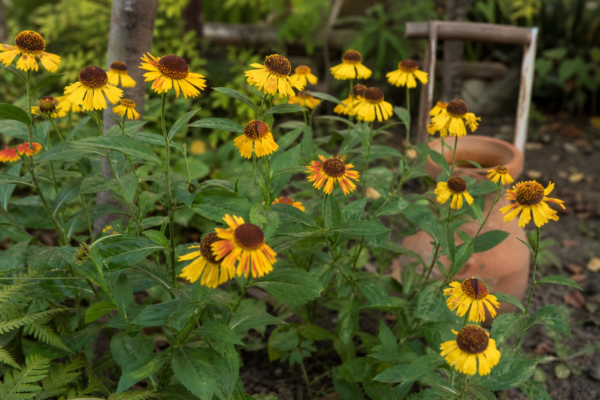 Helenium autumnale – de la plantare la întreținerea de zi cu zi
