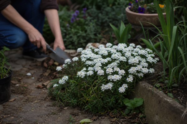 Iberis (Iberis sempervirens) – condiții de creștere, plantare și îngrijire