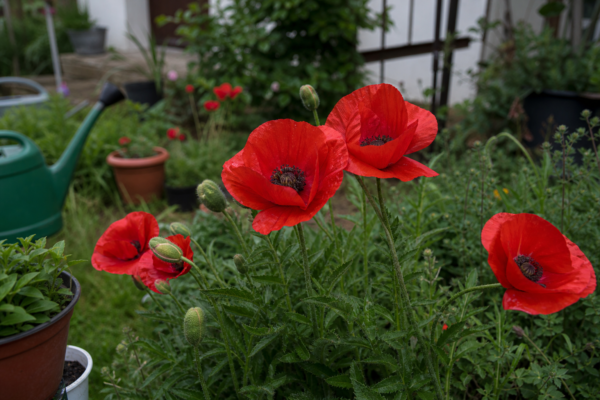 Mac de grădină (Papaver orientale): cum se plantează și cum se îngrijește corect