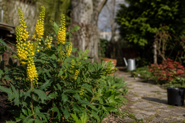 Mahonia (Mahonia aquifolium) – ghid complet de cultivare și îngrijire
