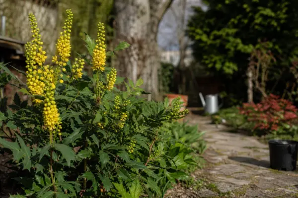 Mahonia (Mahonia aquifolium) – ghid complet de cultivare și îngrijire