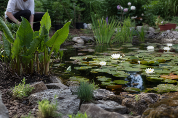 Nufăr (Nymphaea alba) – sfaturi pentru plantare, creștere și întreținere