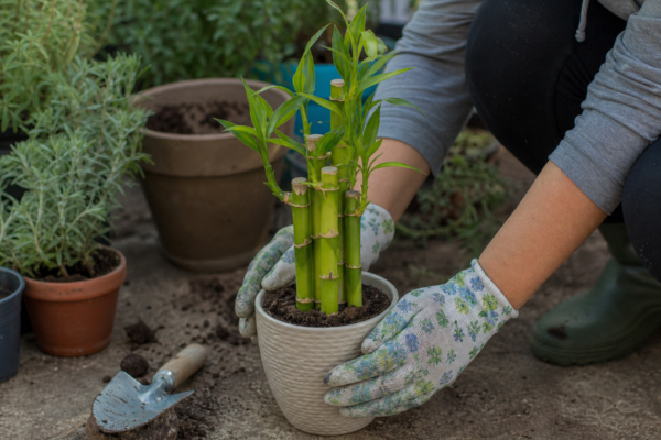 Bambus norocos (Dracaena sanderiana) – ghid complet de cultivare și îngrijire