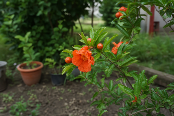 Rodie ornamentală (Punica granatum) – plantare și îngrijire pas cu pas