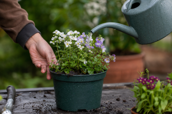 Nemesia strumosa – plantare, udare și întreținere