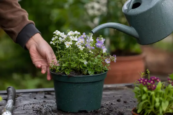 Nemesia strumosa – plantare, udare și întreținere