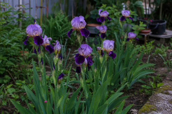 Iris germanica – ghid complet de cultivare și îngrijire