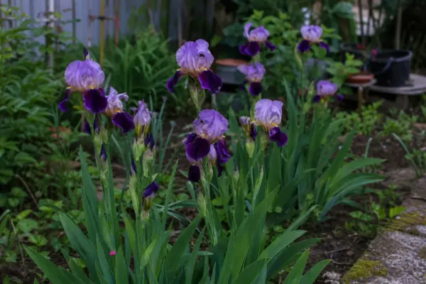 Stânjenel (Iris germanica) – ghid complet de cultivare și îngrijire