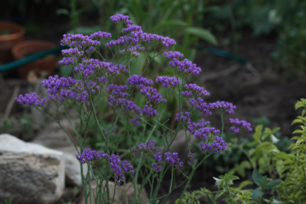 Limonium sinuatum – plantare, îngrijire și greșeli de evitat