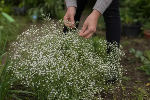 Floarea miresei (Gypsophila paniculata) – plantare, udare și întreținere